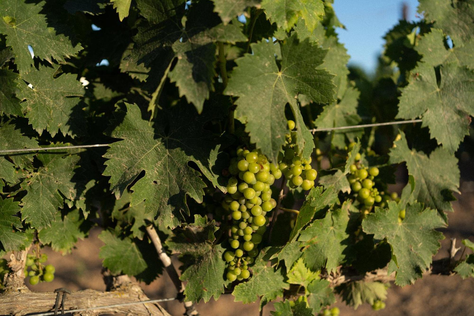 Vino Resort Son Amaret Son Macia  Exteriér fotografie